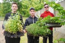 Pannónia tree planting